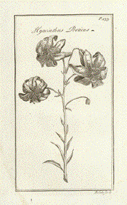 Hyacinthus Poeticus