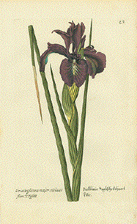 Iris