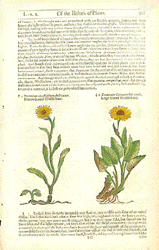 Doronicum Wolfs Bane