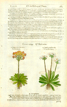 Primula   Primrose