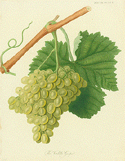The Verdelho Grape