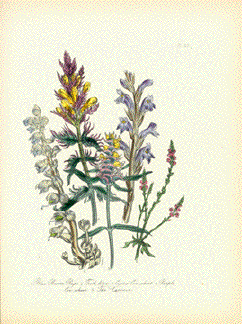 Blue Broom Rape, Tooth wort, Crested Cow wheatPurple Cow wheat, Vervain