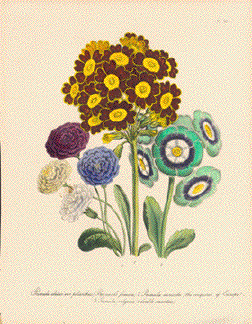 Primula auricula