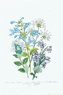 Dracophalum, Scutellaria, Monardia