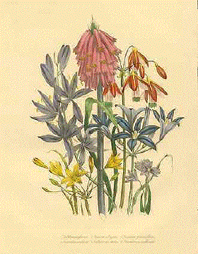 Antique Botanical Prints by Loudon - Primroses, Water Lilies, Marigolds ...