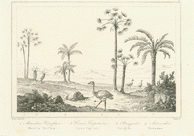 Bresil - 1. Mauritia Vinifera   2. Cocos Capitata.   3. Barigudo.  4. Autriches