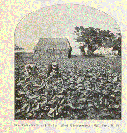 Tobacco Field, Cuba