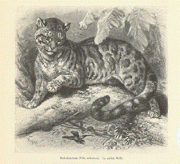 Nebelparder ( Felis nebulosa )