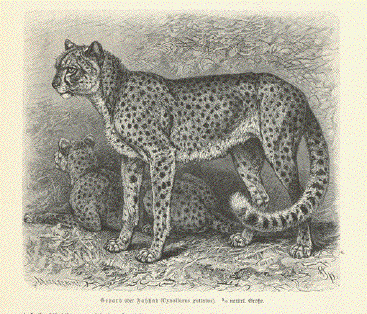 Gepard