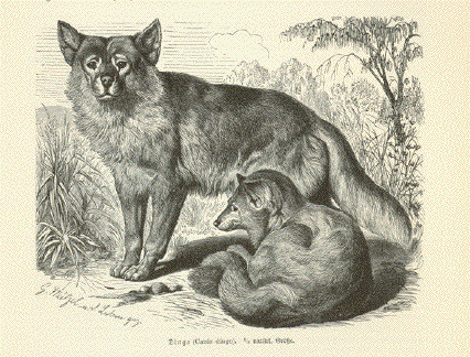 Dingo