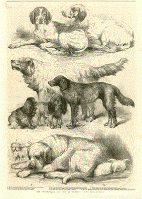 The International Dog Show at Islington: Prize Dogs