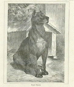 Great Dane