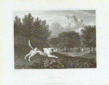 Irish Greyhound Original 1820 engraving in mount