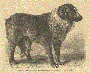 St. Bernard