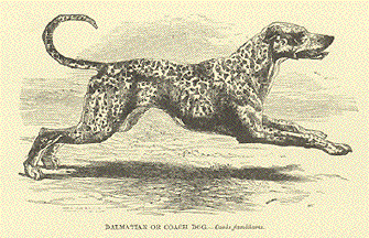 Dalmatian