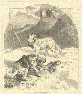 St. Bernard Dogs