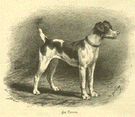 Fox Terrier