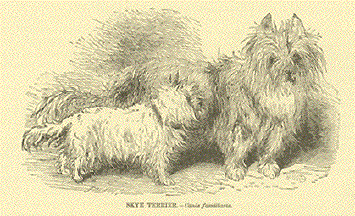 Skye Terrier