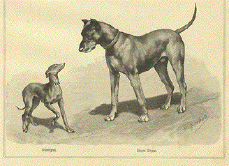 Windspiel and Ulmer Dogge