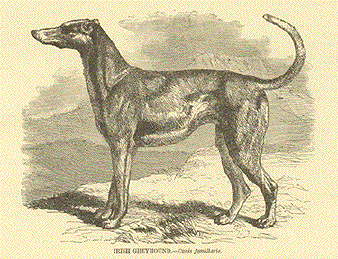 Irish Greyhound
