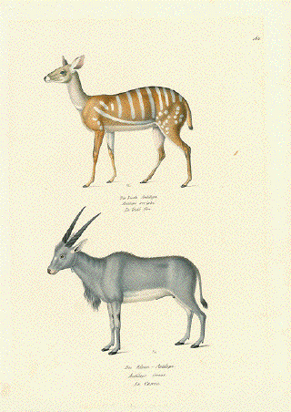 Die Bunte Antilope, Antilope scripta, Le Guib fem