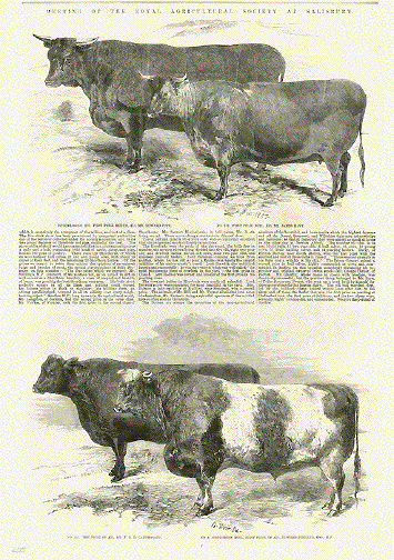 1878 Wood Engraving Slaughterhouse Cattle Herd Farming Fray Bentos