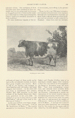 Shorthorn Cow