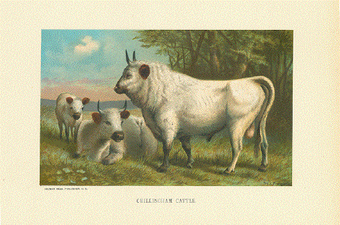 Chillingham Cattle