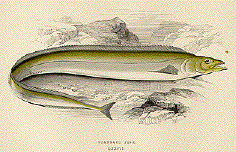 Scabard Fish