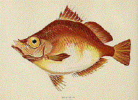 Boarfish