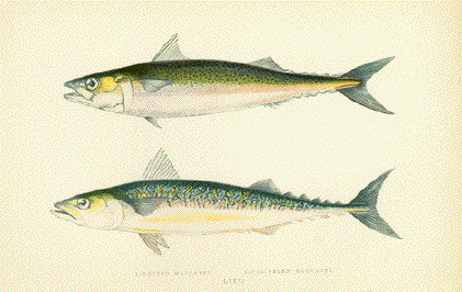 Scribbeled Mackerel  Dotten Mackerel