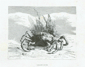 Crab - Araignee de Mer