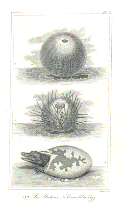 1809 SEA WORMS ANTIQUE engraving sea life ocean animal vermes original antique print