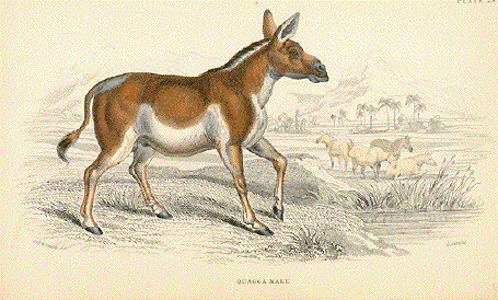 Quagga Male