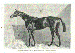 Horse, Newmarket