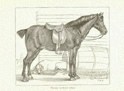 Landseer Horse