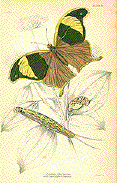 Arpidea Chorinacawith Caterpiller & Crysalis