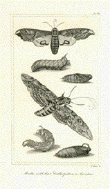 Moths with their Caterpillers & Aurelias
