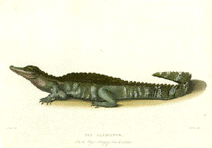 Alligator