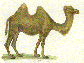 Bactrian Camel