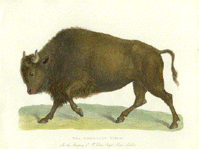 American Bison