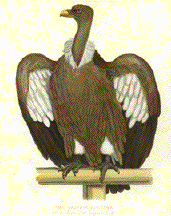 Griffin Vulture