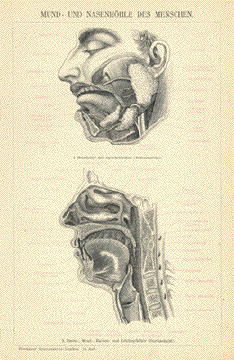 Mund- und Nasenhoehle des Menschen