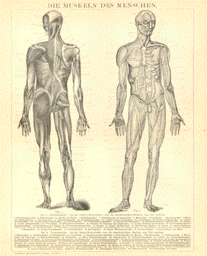 Muskeln des Menschen