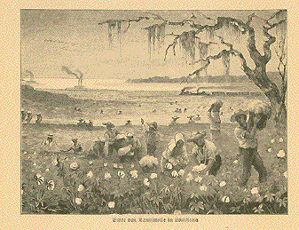 Cotton picking