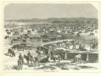 Herd of Cattle in New Mexico