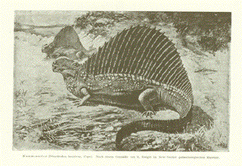 Kammsaurier ( Dimetrodon incisvus, Cope)