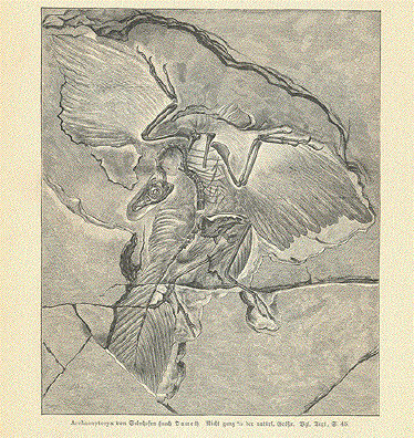 Solnhofen Fossil