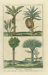 Le Sang Dragon, 2. Le Palmier en Eventail, 3. Le Cocotier, 4. Le Sagou