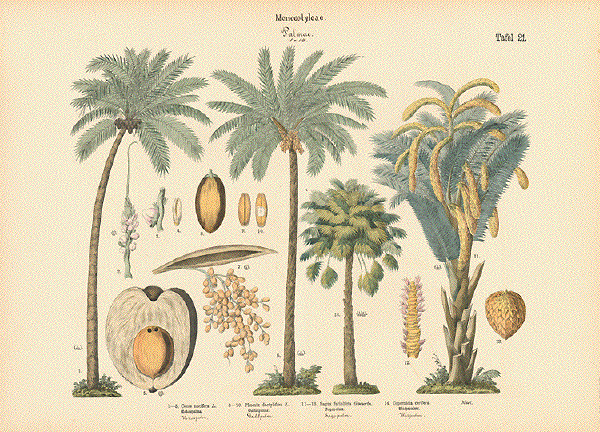 Monocotyleae - Palmae